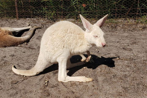 Very Best Of Perth Tour - Wildlife Park & City Highlights Tour - Kingaroy Accommodation 3