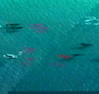 40-45 Minute Port Stephens and Stockton Beach Helicopter Flight - For 2 - Kingaroy Accommodation