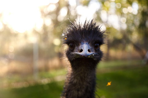 Victor Harbor And McLaren Vale Wine Region Day Tour - Kingaroy Accommodation 2