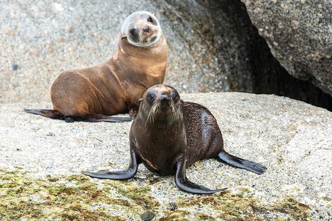 Victor Harbor And McLaren Vale Wine Region Day Tour - Kingaroy Accommodation 4