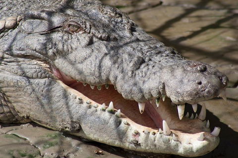 Whitsunday Crocodile Safari Including Lunch - Kingaroy Accommodation 1