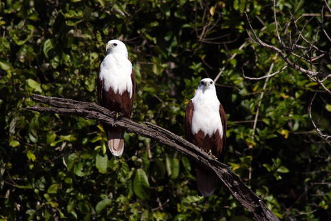 Whitsunday Crocodile Safari Including Lunch - Kingaroy Accommodation 2