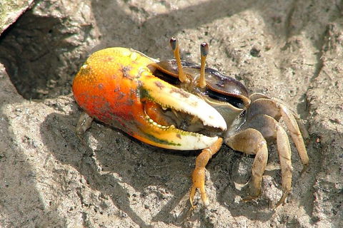 Whitsunday Crocodile Safari Including Lunch - Kingaroy Accommodation 3