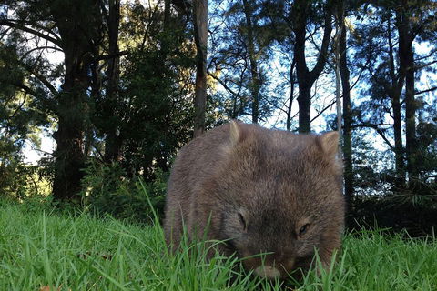 From The Mountains To The Bay - 4 Day Rediscovery Private Tour - Kingaroy Accommodation 5