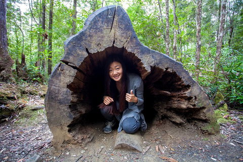Tahune Airwalk Active Day Trip From Hobart Including Hastings Caves - Kingaroy Accommodation 2