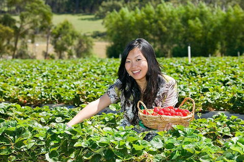 Peninsula Hot Springs Tour With Restaurant Lunch & Gondola Ride - Kingaroy Accommodation 5
