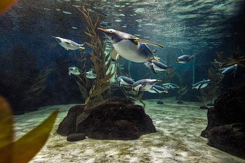 SEA LIFE Sydney Aquarium Entrance Ticket - Kingaroy Accommodation 0