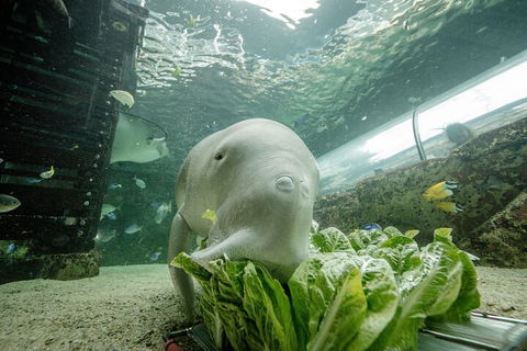 SEA LIFE Sydney Aquarium Entrance Ticket - Kingaroy Accommodation 2