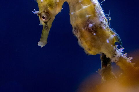 SEA LIFE Sydney Aquarium Entrance Ticket - Kingaroy Accommodation 4
