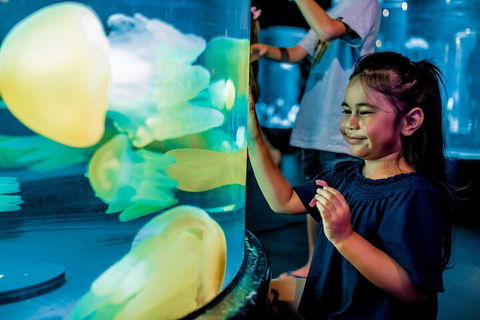 SEA LIFE Sydney Aquarium Entrance Ticket - Kingaroy Accommodation 5