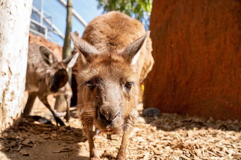 WILD LIFE Sydney Entrance Ticket - Kingaroy Accommodation 3