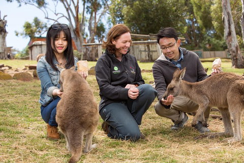 Bonorong Wildlife Park And Richmond Afternoon Tour From Hobart - Kingaroy Accommodation 1