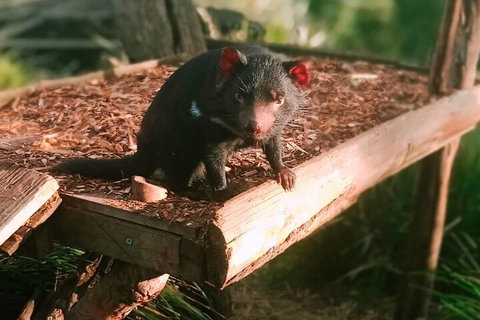 Bonorong Wildlife Park And Richmond Afternoon Tour From Hobart - Kingaroy Accommodation 4