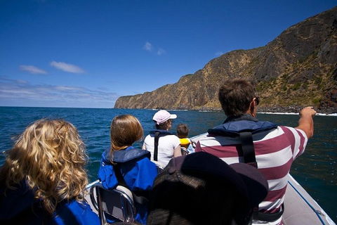 Seal Island Boat Tour From Victor Harbor - Kingaroy Accommodation 0