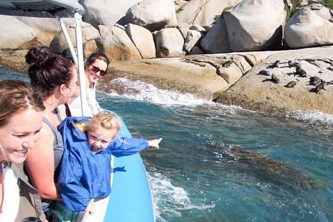 Seal Island Boat Tour From Victor Harbor - Kingaroy Accommodation 4
