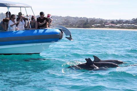 Seal Island Boat Tour From Victor Harbor - Kingaroy Accommodation 5