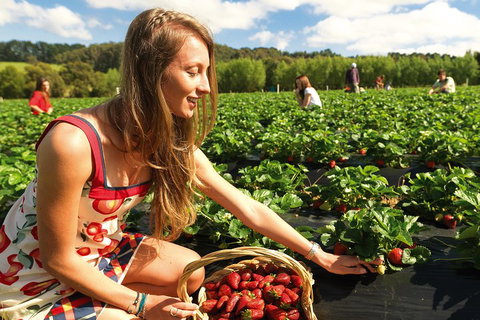 Mornington Peninsula Day Trip From Melbourne - Kingaroy Accommodation 0