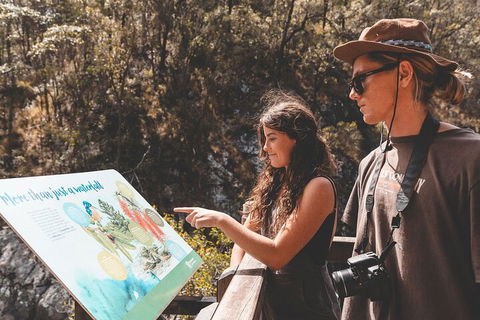 Springbrook AndTamborine Rainforest Tour Incl Natural Bridge And Glow Worm Cave - Kingaroy Accommodation 0