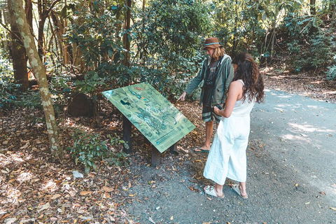 Springbrook AndTamborine Rainforest Tour Incl Natural Bridge And Glow Worm Cave - Kingaroy Accommodation 5