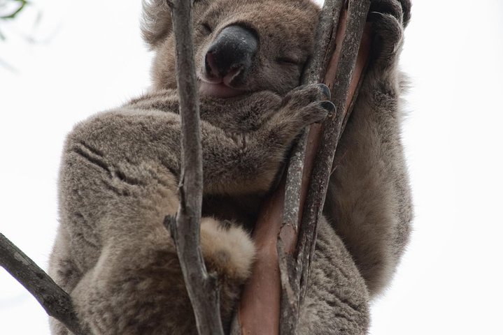 Adelaide SA Kingaroy Accommodation