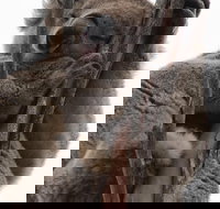 2-Day Kangaroo Island 4WD Small-Group Tour from Adelaide - Kingaroy Accommodation