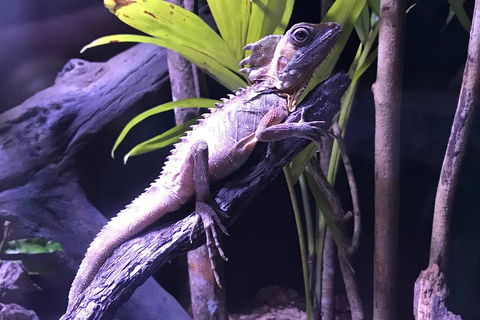 Cairns Aquarium Admission Ticket - Kingaroy Accommodation 0