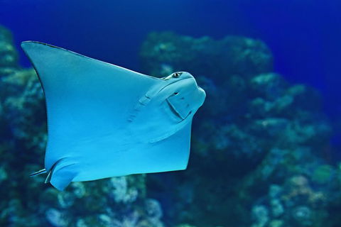 Cairns Aquarium Admission Ticket - Kingaroy Accommodation 2