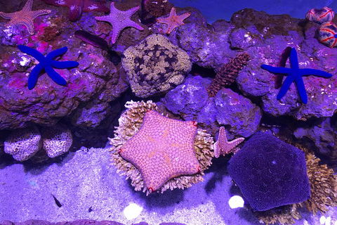 Cairns Aquarium Admission Ticket - Kingaroy Accommodation 5