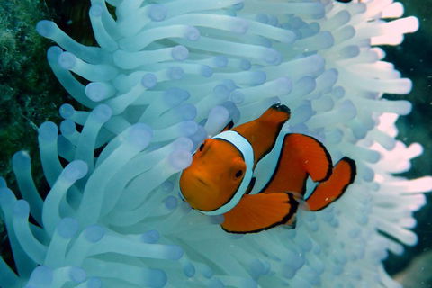 Seastar Luxury Outer Great Barrier Reef Island And Reef Tour From Cairns - Kingaroy Accommodation 0
