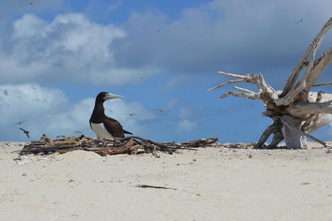 Seastar Luxury Outer Great Barrier Reef Island And Reef Tour From Cairns - Kingaroy Accommodation 1