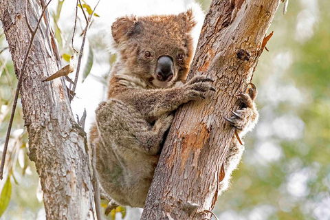 Wild Australian Wildlife 4WD Tour From Sydney - Kingaroy Accommodation 1