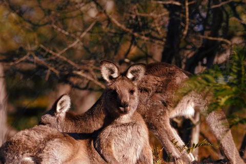 Wild Australian Wildlife 4WD Tour From Sydney - Kingaroy Accommodation 3