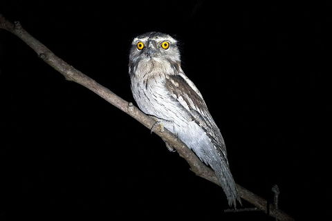 Wild Australian Wildlife 4WD Tour From Sydney - Kingaroy Accommodation 4