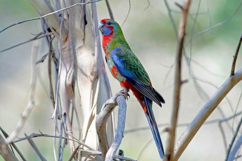 Wild Australian Wildlife 4WD Tour From Sydney - Kingaroy Accommodation 5