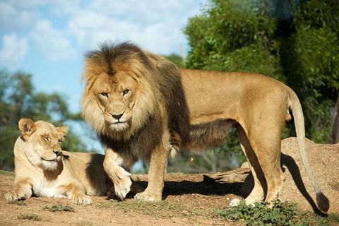 Werribee Open Range Zoo General Admission Ticket - Kingaroy Accommodation 1