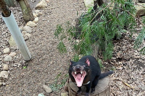 Featherdale Wildlife Park General Admission - Kingaroy Accommodation 1