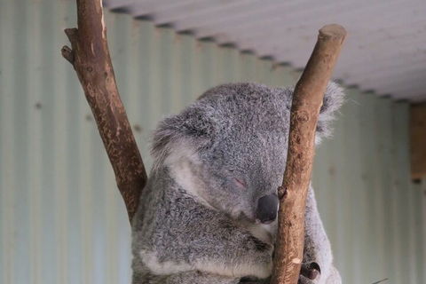 Featherdale Wildlife Park General Admission - Kingaroy Accommodation 3