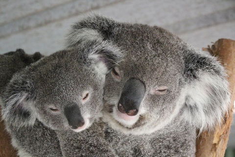 Featherdale Wildlife Park General Admission - Kingaroy Accommodation 4
