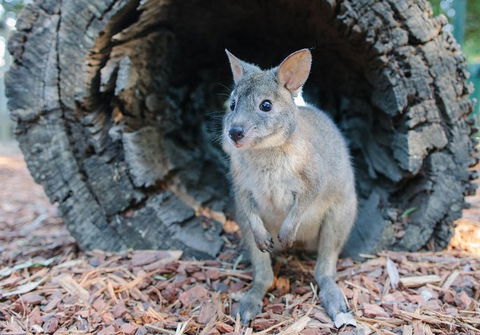 Featherdale Wildlife Park General Admission - Kingaroy Accommodation 5