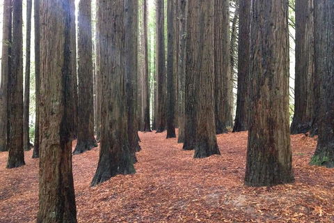 Great Ocean Road & Phillip Island - 2 Days, 1 Night - Kingaroy Accommodation 0