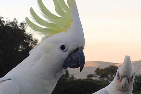 Great Ocean Road & Phillip Island - 2 Days, 1 Night - Kingaroy Accommodation 1